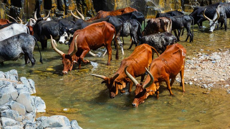 How TSE Affects Animals and Humans: A Zoonotic Perspective 3 How TSE Affects Animals and Humans: A Zoonotic Perspective